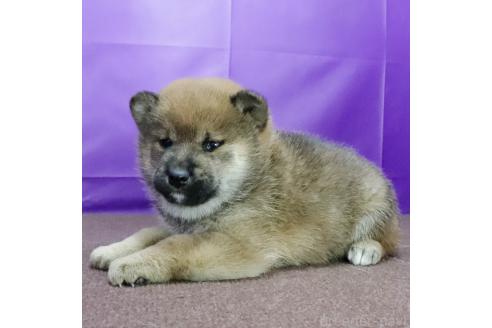 成約済の愛知県の柴犬-369665の3枚目